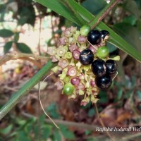 Premna procumbens Moon